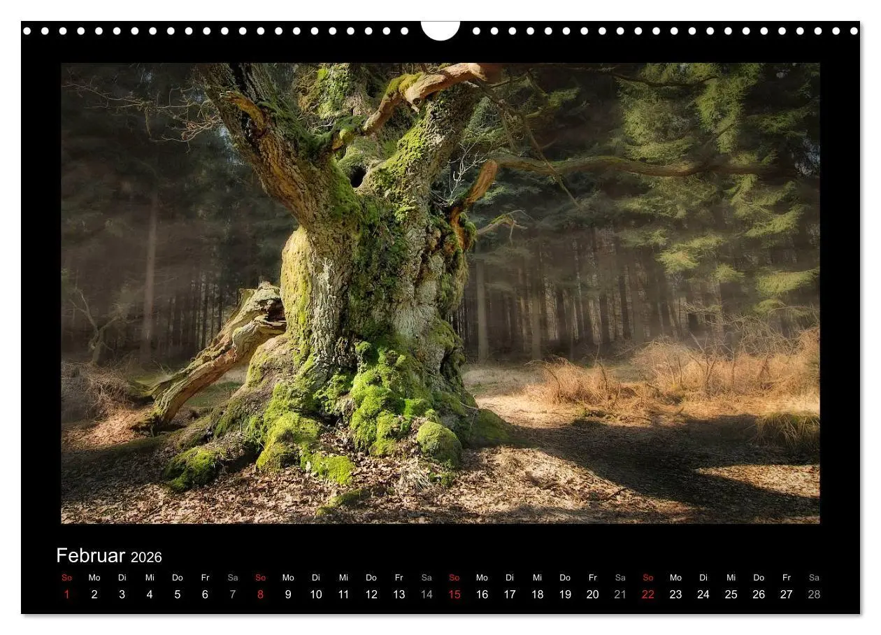 Bild: 9783516073997 | Märchenhafter Reinhardswald und Urwald Sababurg (Wandkalender 2026...