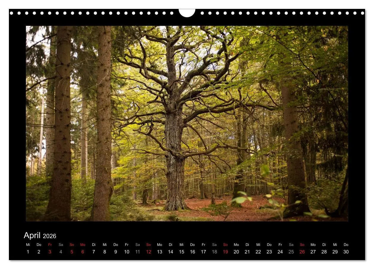 Bild: 9783516073997 | Märchenhafter Reinhardswald und Urwald Sababurg (Wandkalender 2026...