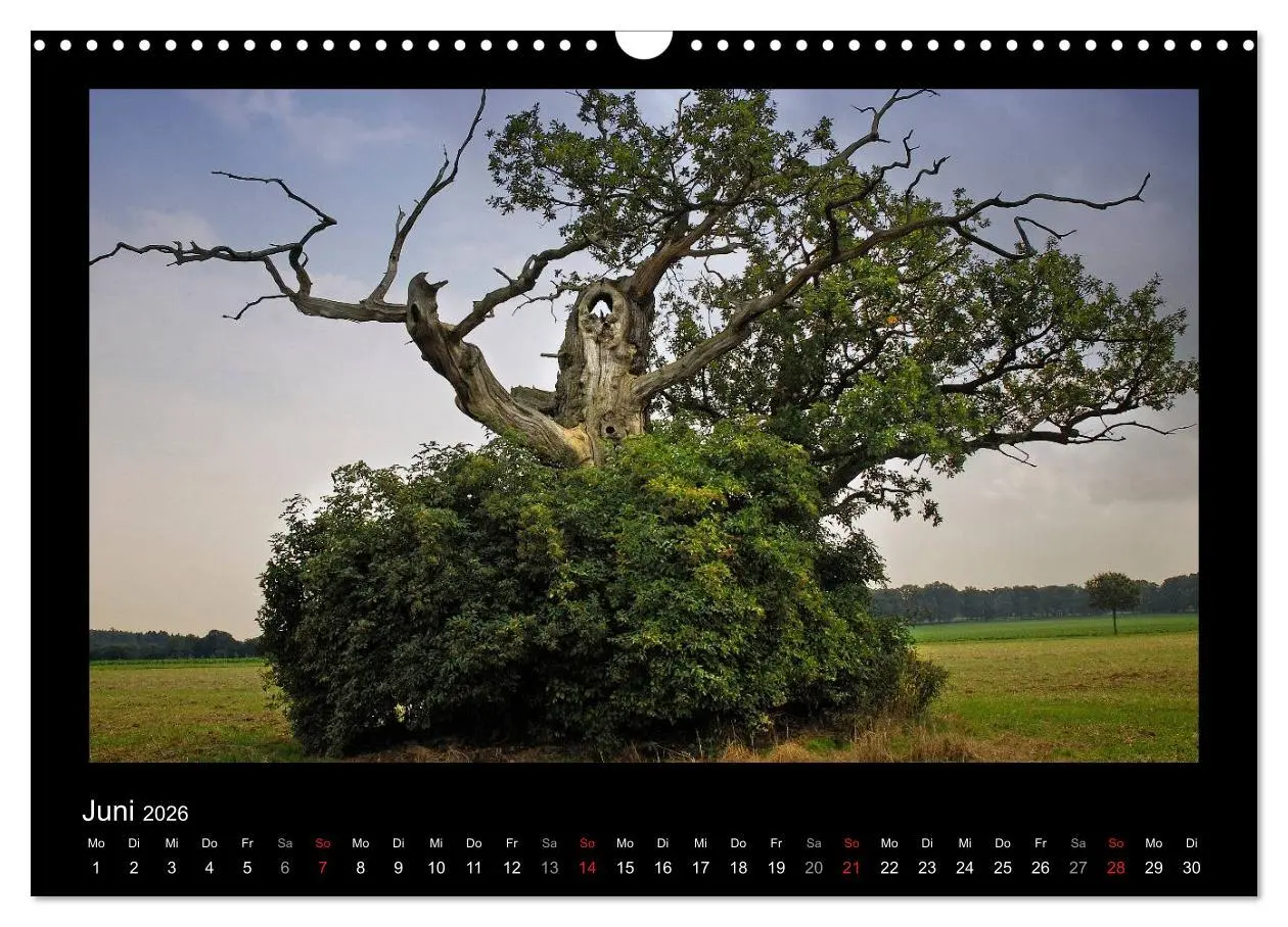 Bild: 9783516073997 | Märchenhafter Reinhardswald und Urwald Sababurg (Wandkalender 2026...