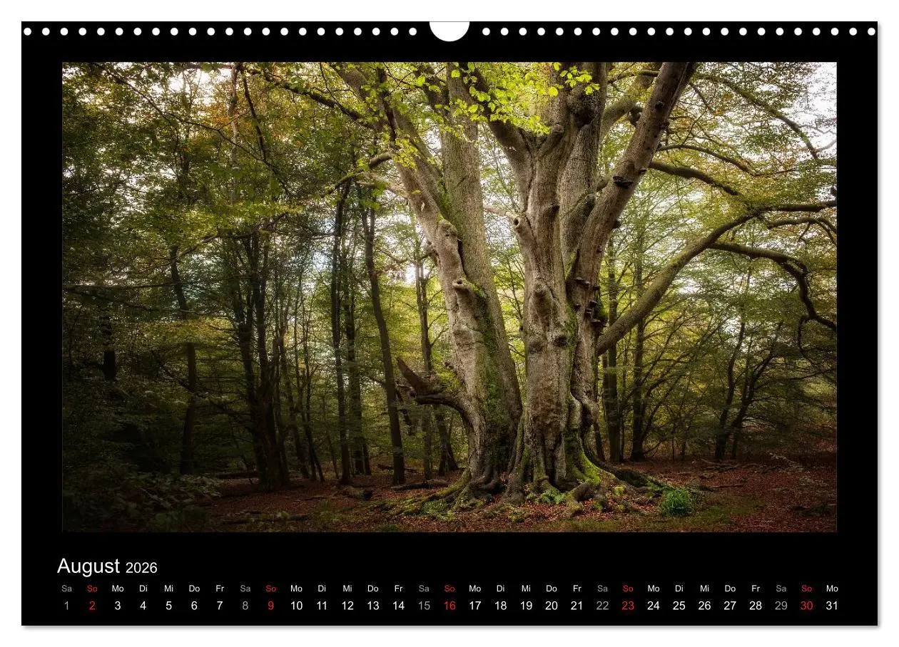 Bild: 9783516073997 | Märchenhafter Reinhardswald und Urwald Sababurg (Wandkalender 2026...