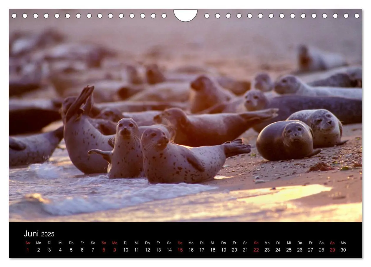 Bild: 9783435614097 | Faszination Kegelrobben und Seehunde 2025 (Wandkalender 2025 DIN A4...