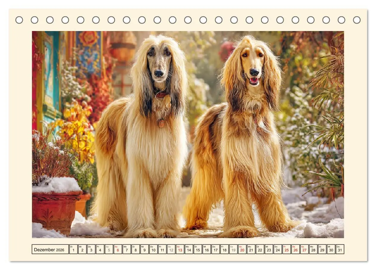 Bild: 9783516584097 | Afghanischer Windhund. Eleganter Sichtjäger und sensibler...