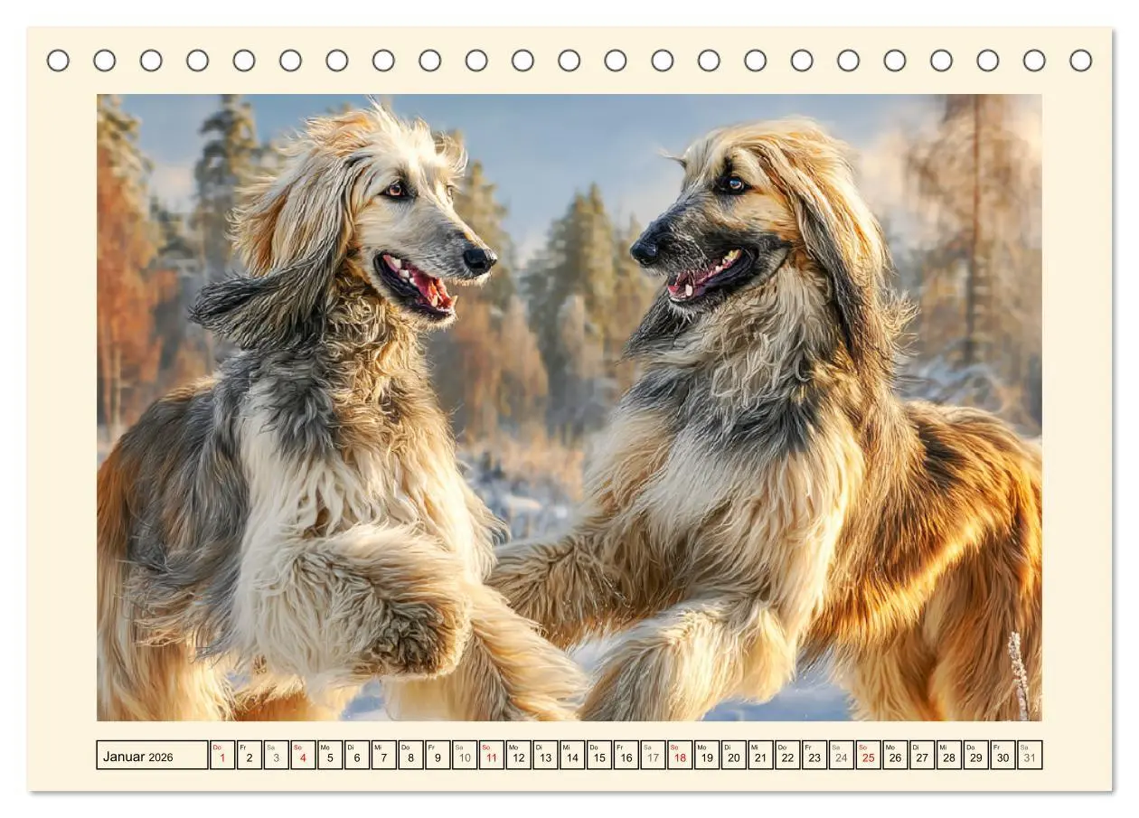 Bild: 9783516584097 | Afghanischer Windhund. Eleganter Sichtjäger und sensibler...