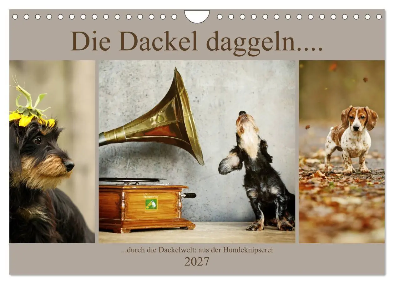 Cover: 9783569814097 | Die Dackel daggeln.... (Wandkalender 2027 DIN A4 quer), CALVENDO...