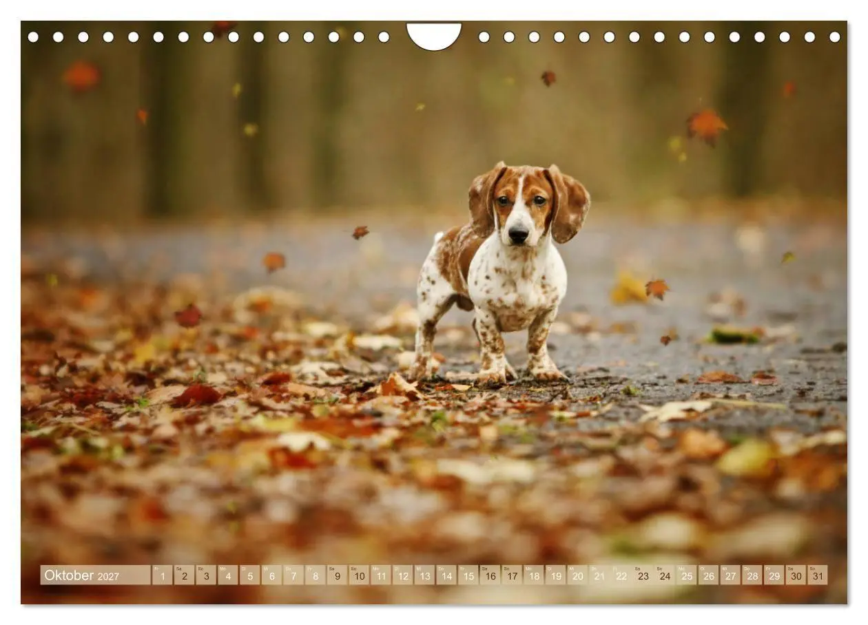 Bild: 9783569814097 | Die Dackel daggeln.... (Wandkalender 2027 DIN A4 quer), CALVENDO...