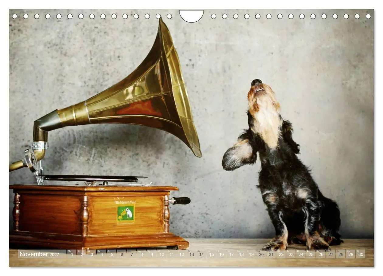 Bild: 9783569814097 | Die Dackel daggeln.... (Wandkalender 2027 DIN A4 quer), CALVENDO...