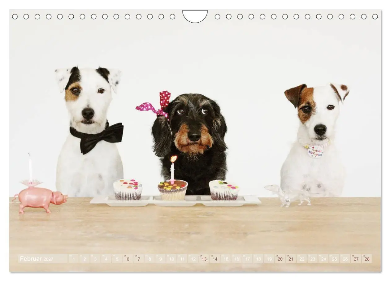 Bild: 9783569814097 | Die Dackel daggeln.... (Wandkalender 2027 DIN A4 quer), CALVENDO...