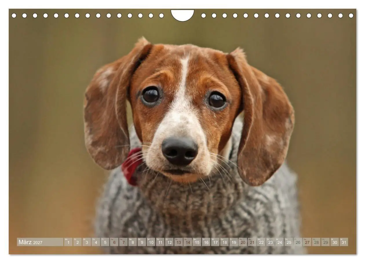 Bild: 9783569814097 | Die Dackel daggeln.... (Wandkalender 2027 DIN A4 quer), CALVENDO...