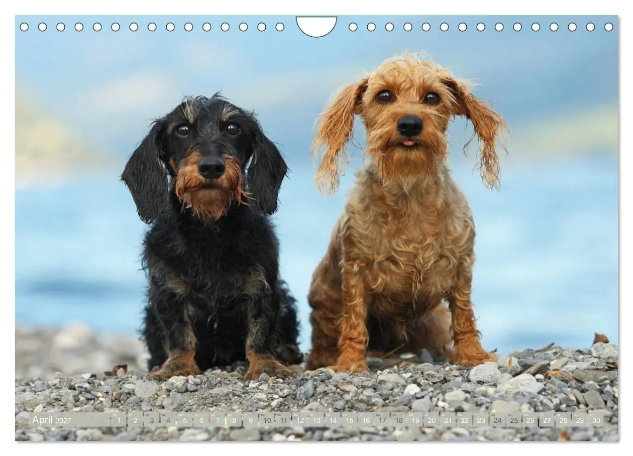 Bild: 9783569814097 | Die Dackel daggeln.... (Wandkalender 2027 DIN A4 quer), CALVENDO...