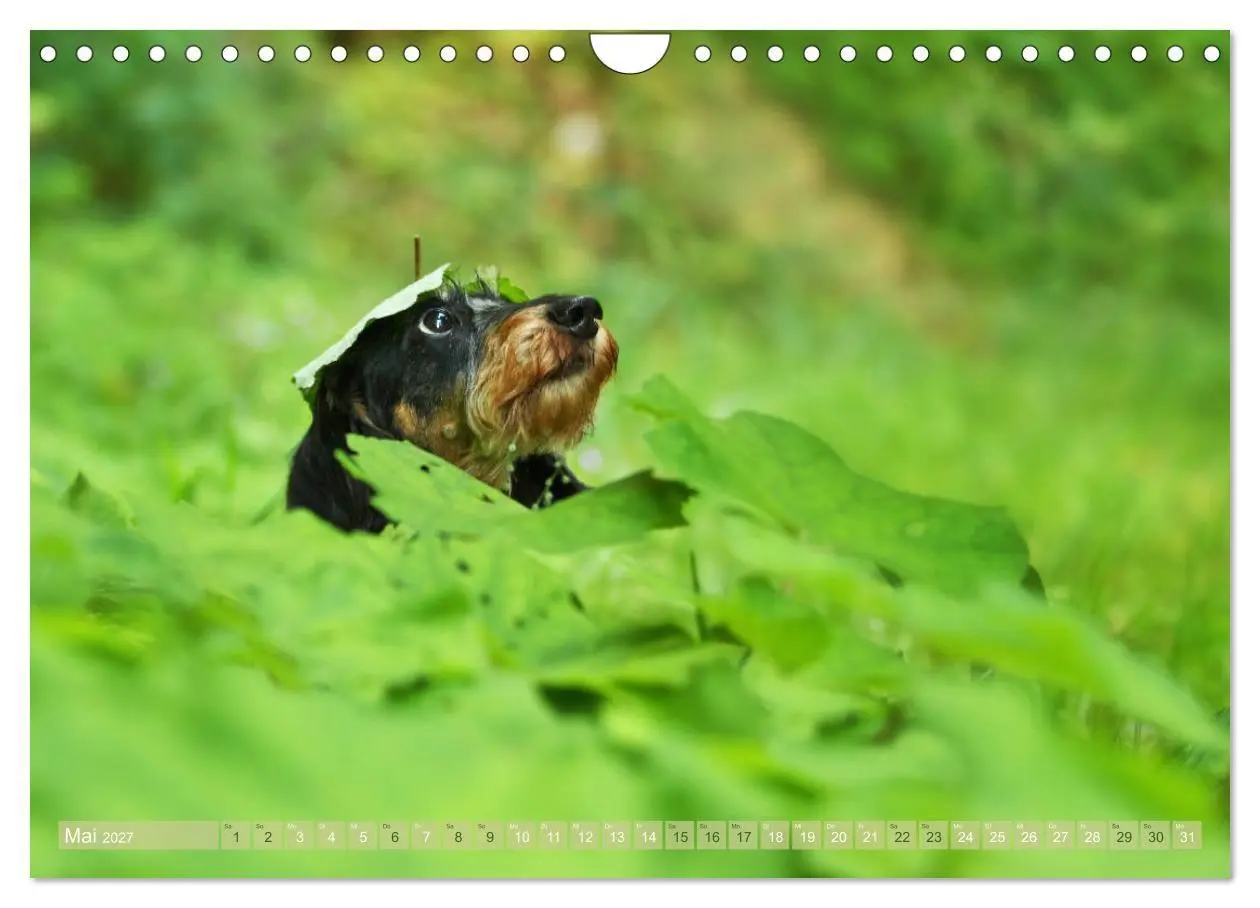 Bild: 9783569814097 | Die Dackel daggeln.... (Wandkalender 2027 DIN A4 quer), CALVENDO...