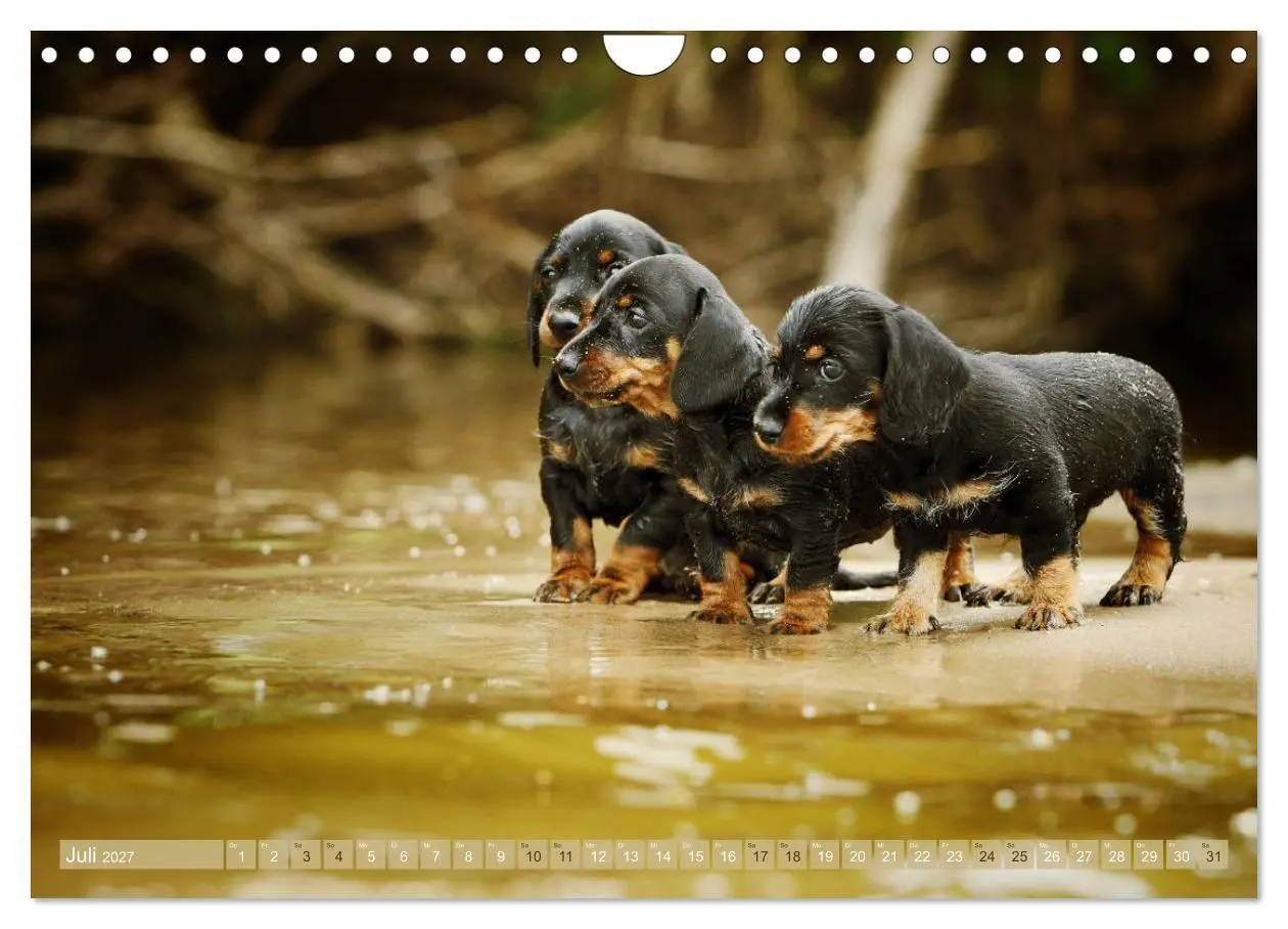 Bild: 9783569814097 | Die Dackel daggeln.... (Wandkalender 2027 DIN A4 quer), CALVENDO...