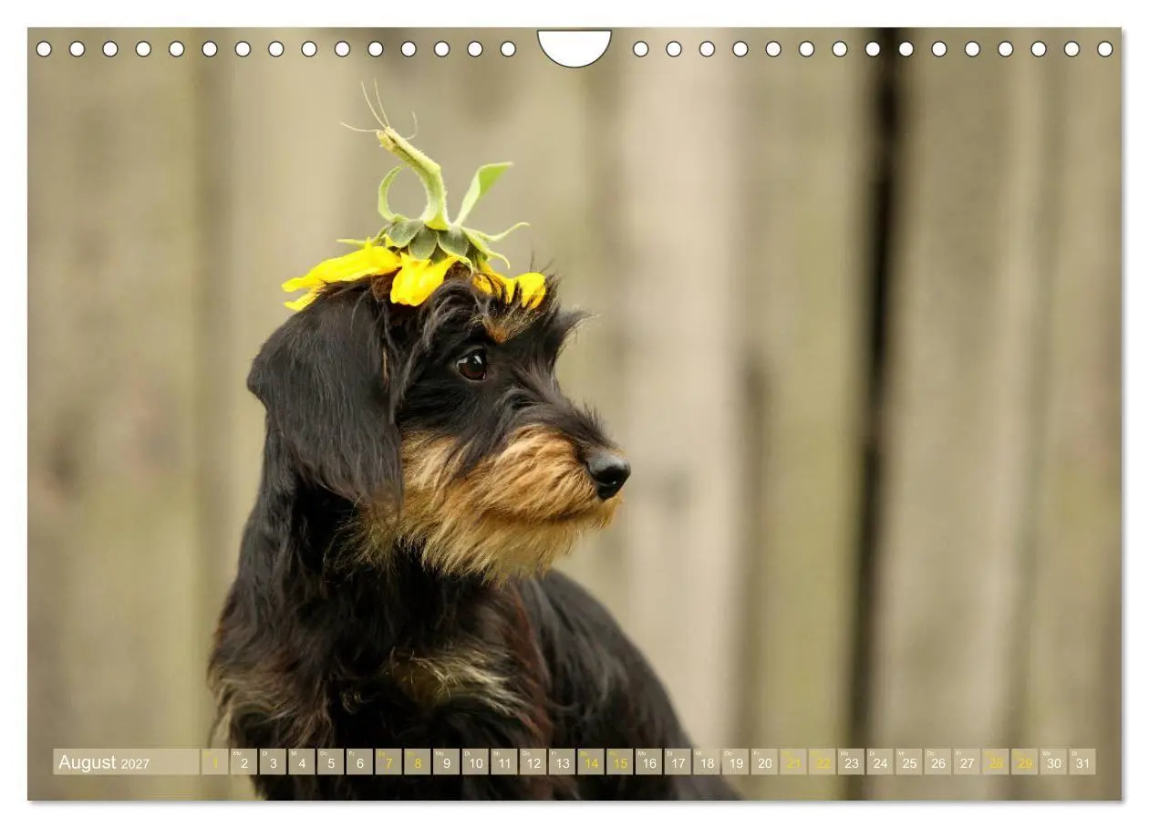 Bild: 9783569814097 | Die Dackel daggeln.... (Wandkalender 2027 DIN A4 quer), CALVENDO...