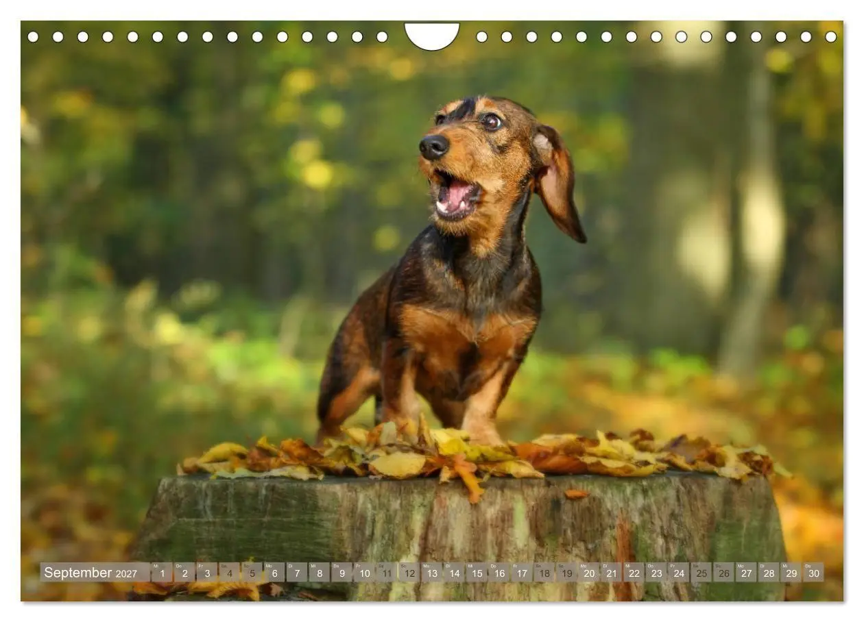 Bild: 9783569814097 | Die Dackel daggeln.... (Wandkalender 2027 DIN A4 quer), CALVENDO...