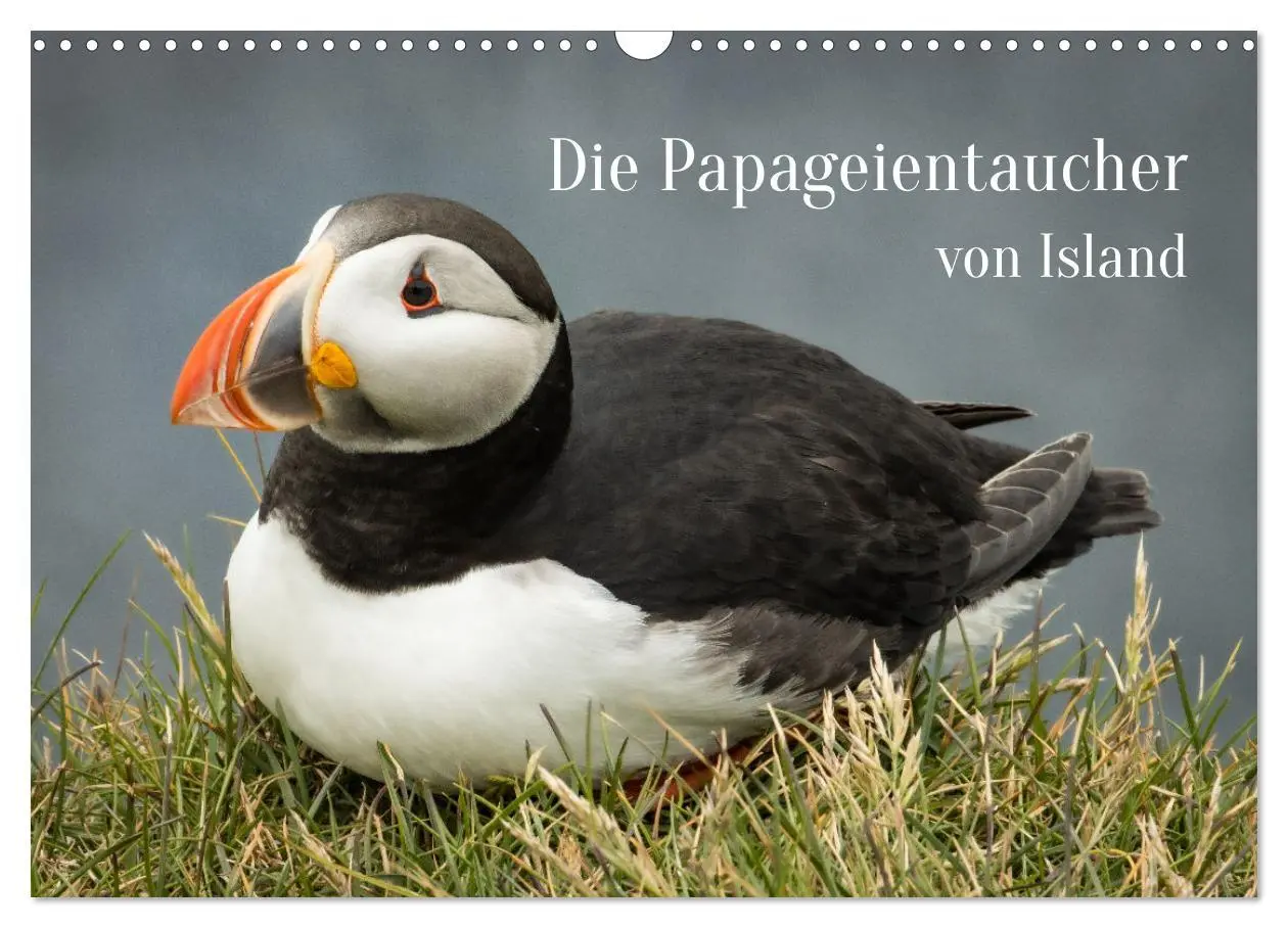 Cover: 9783457624197 | Die Papageientaucher von Island (Wandkalender 2026 DIN A3 quer),...