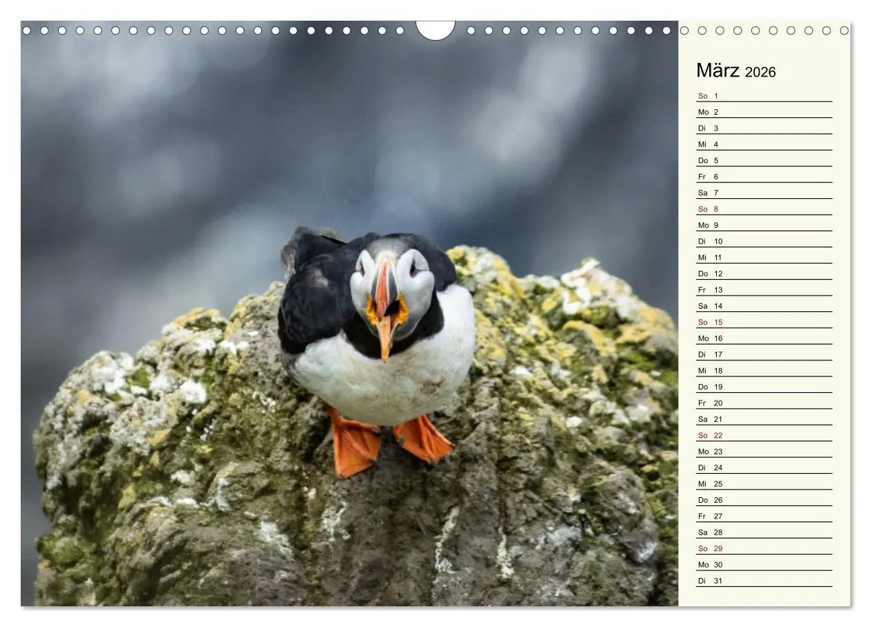 Bild: 9783457624197 | Die Papageientaucher von Island (Wandkalender 2026 DIN A3 quer),...