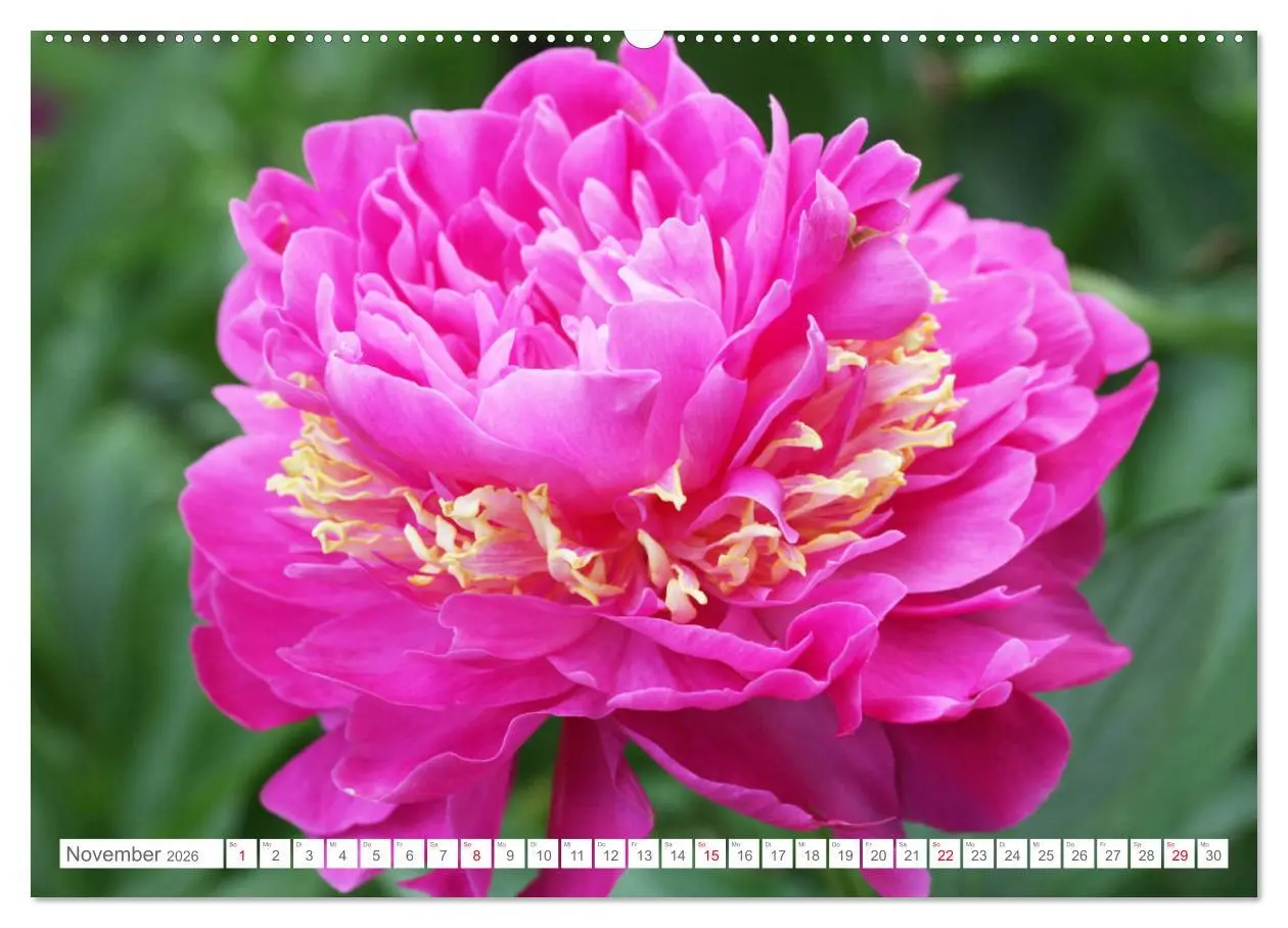 Bild: 9783457794197 | Pfingstrosenblüten (Wandkalender 2026 DIN A2 quer), CALVENDO...