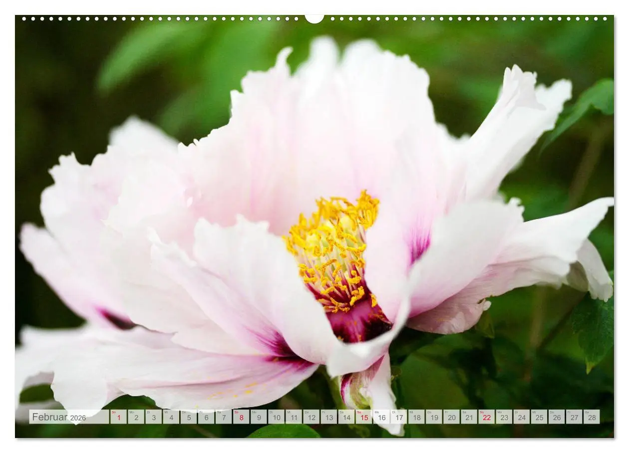 Bild: 9783457794197 | Pfingstrosenblüten (Wandkalender 2026 DIN A2 quer), CALVENDO...