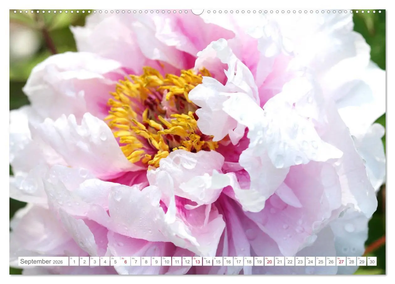 Bild: 9783457794197 | Pfingstrosenblüten (Wandkalender 2026 DIN A2 quer), CALVENDO...