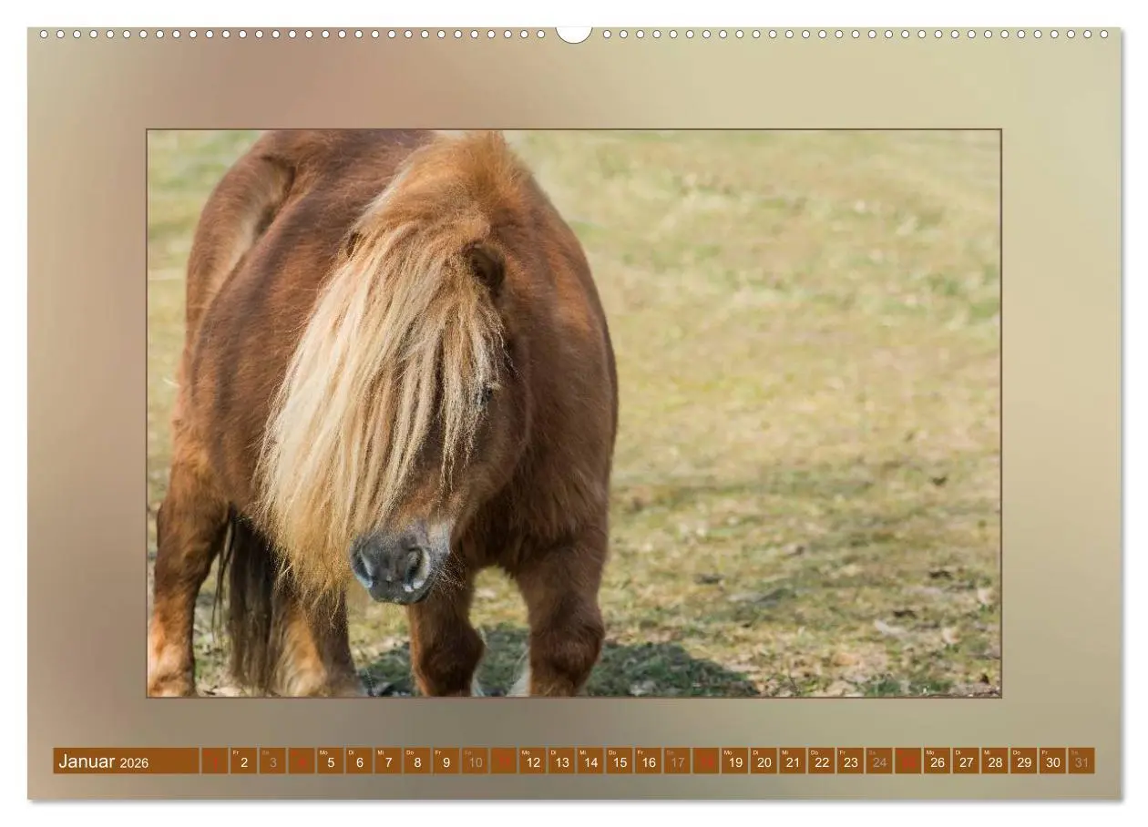 Bild: 9783516024197 | Pferde Vom Minishetty bis zum Kaltblut (hochwertiger Premium...