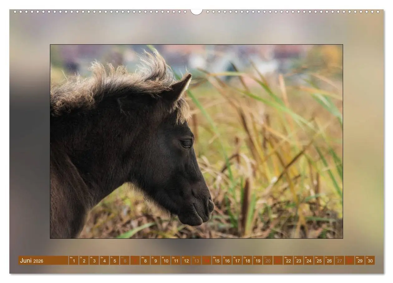 Bild: 9783516024197 | Pferde Vom Minishetty bis zum Kaltblut (hochwertiger Premium...