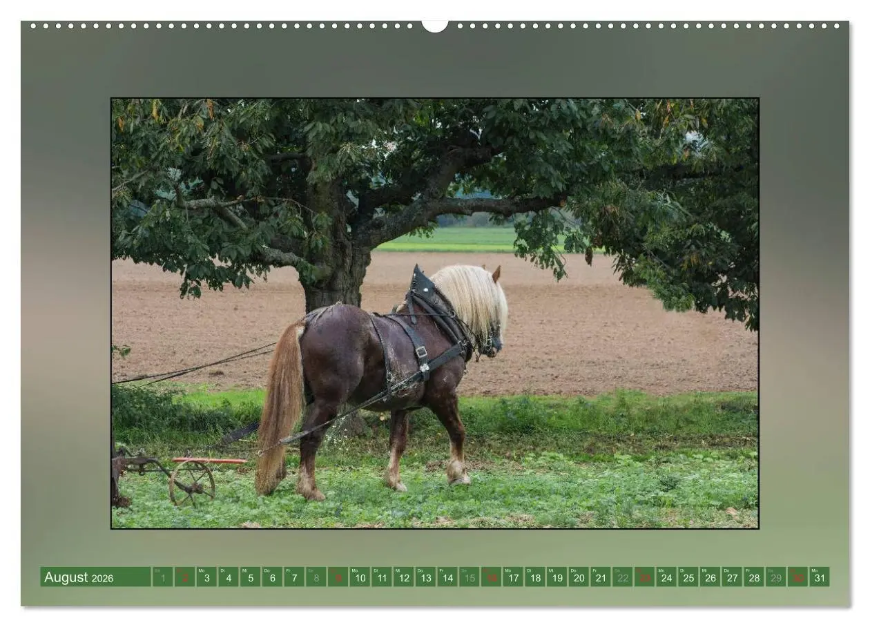 Bild: 9783516024197 | Pferde Vom Minishetty bis zum Kaltblut (hochwertiger Premium...