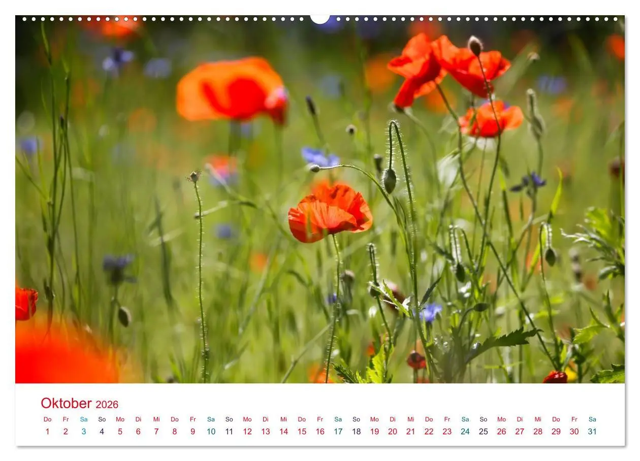 Bild: 9783516184297 | Mohnblumen (hochwertiger Premium Wandkalender 2026 DIN A2 quer),...