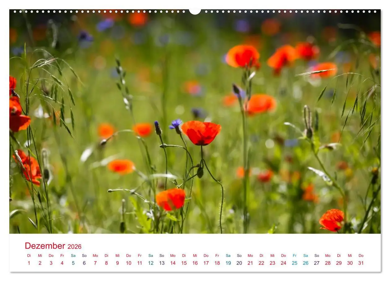 Bild: 9783516184297 | Mohnblumen (hochwertiger Premium Wandkalender 2026 DIN A2 quer),...