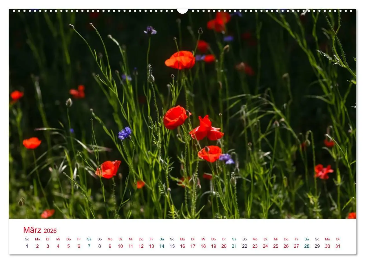 Bild: 9783516184297 | Mohnblumen (hochwertiger Premium Wandkalender 2026 DIN A2 quer),...