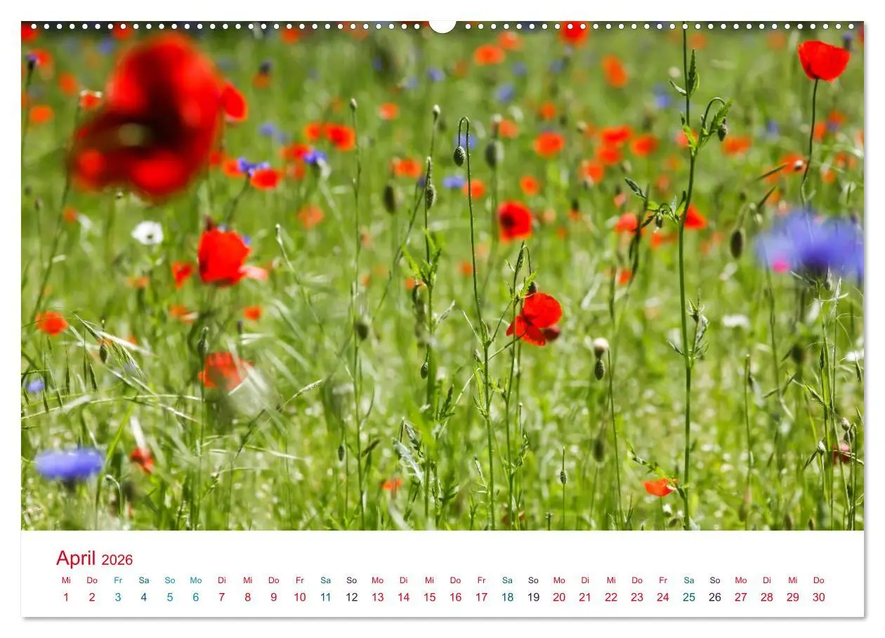 Bild: 9783516184297 | Mohnblumen (hochwertiger Premium Wandkalender 2026 DIN A2 quer),...