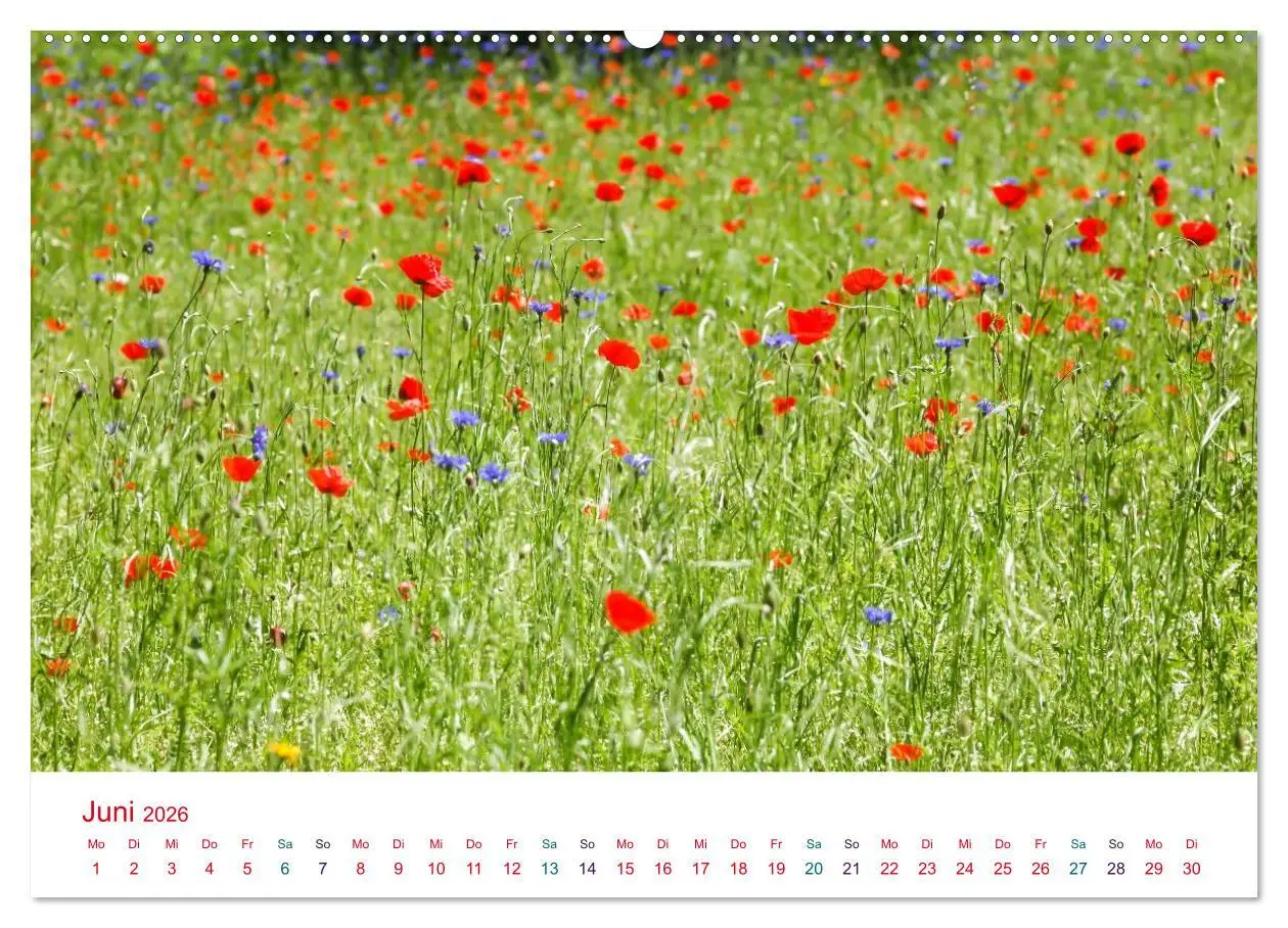 Bild: 9783516184297 | Mohnblumen (hochwertiger Premium Wandkalender 2026 DIN A2 quer),...
