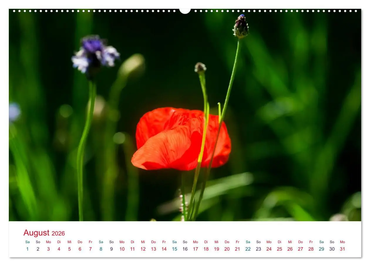 Bild: 9783516184297 | Mohnblumen (hochwertiger Premium Wandkalender 2026 DIN A2 quer),...