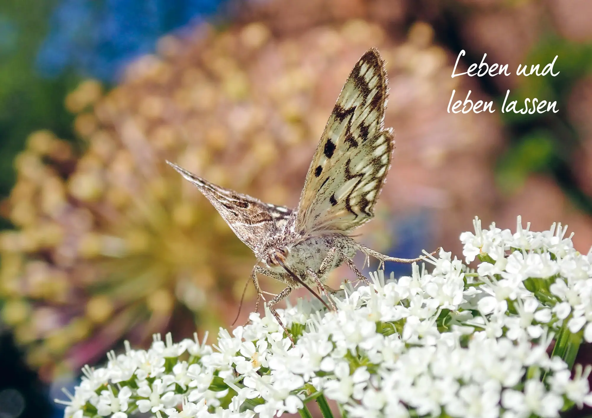 Bild: 9783895664397 | Mein Garten wird ein Naturgarten | Birgit Helbig | Buch | 192 S.
