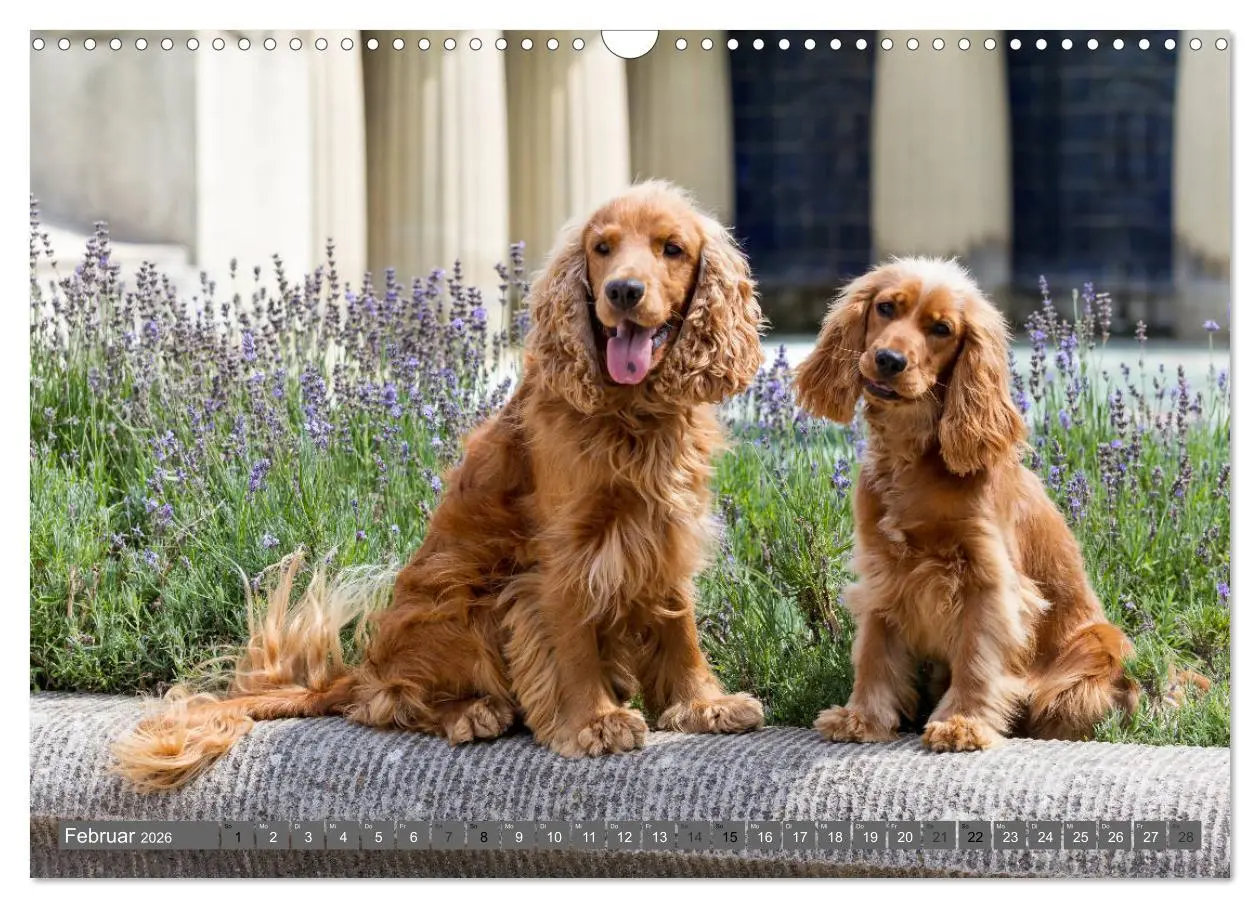 Bild: 9783457904497 | English Cocker Spaniels - Ein Spaziergang im Park (Wandkalender...