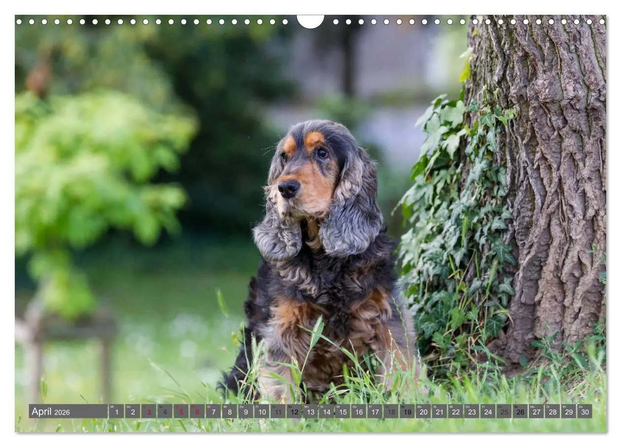 Bild: 9783457904497 | English Cocker Spaniels - Ein Spaziergang im Park (Wandkalender...