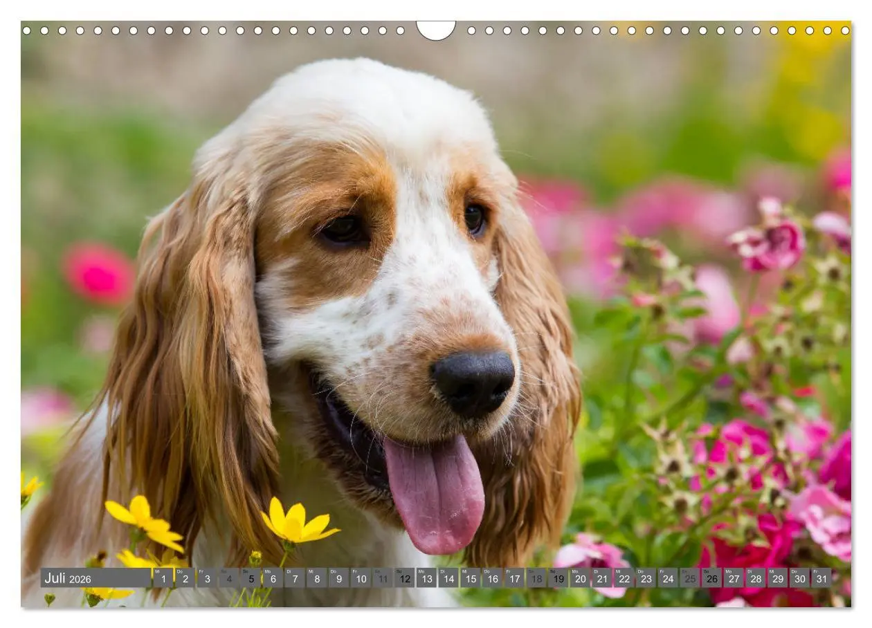 Bild: 9783457904497 | English Cocker Spaniels - Ein Spaziergang im Park (Wandkalender...