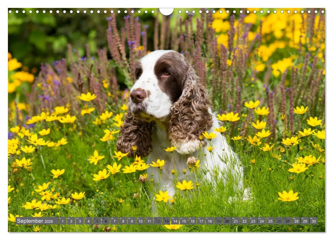 Bild: 9783457904497 | English Cocker Spaniels - Ein Spaziergang im Park (Wandkalender...