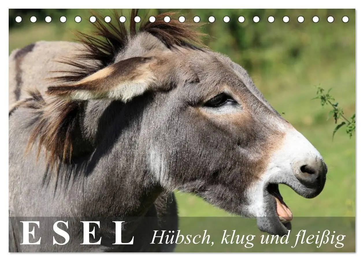 Cover: 9783516094497 | Esel - hübsch, klug und fleißig (Tischkalender 2026 DIN A5 quer),...