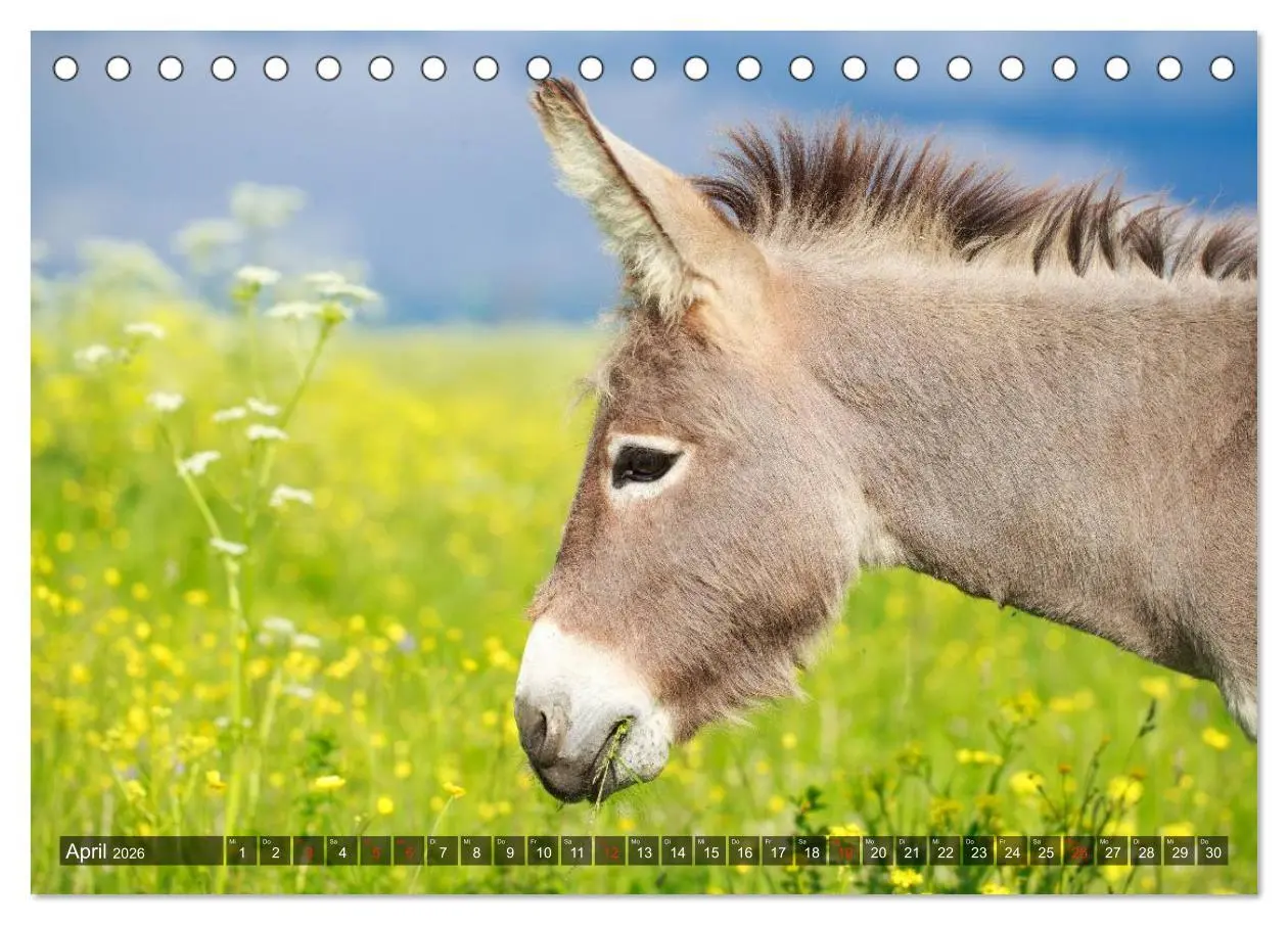 Bild: 9783516094497 | Esel - hübsch, klug und fleißig (Tischkalender 2026 DIN A5 quer),...