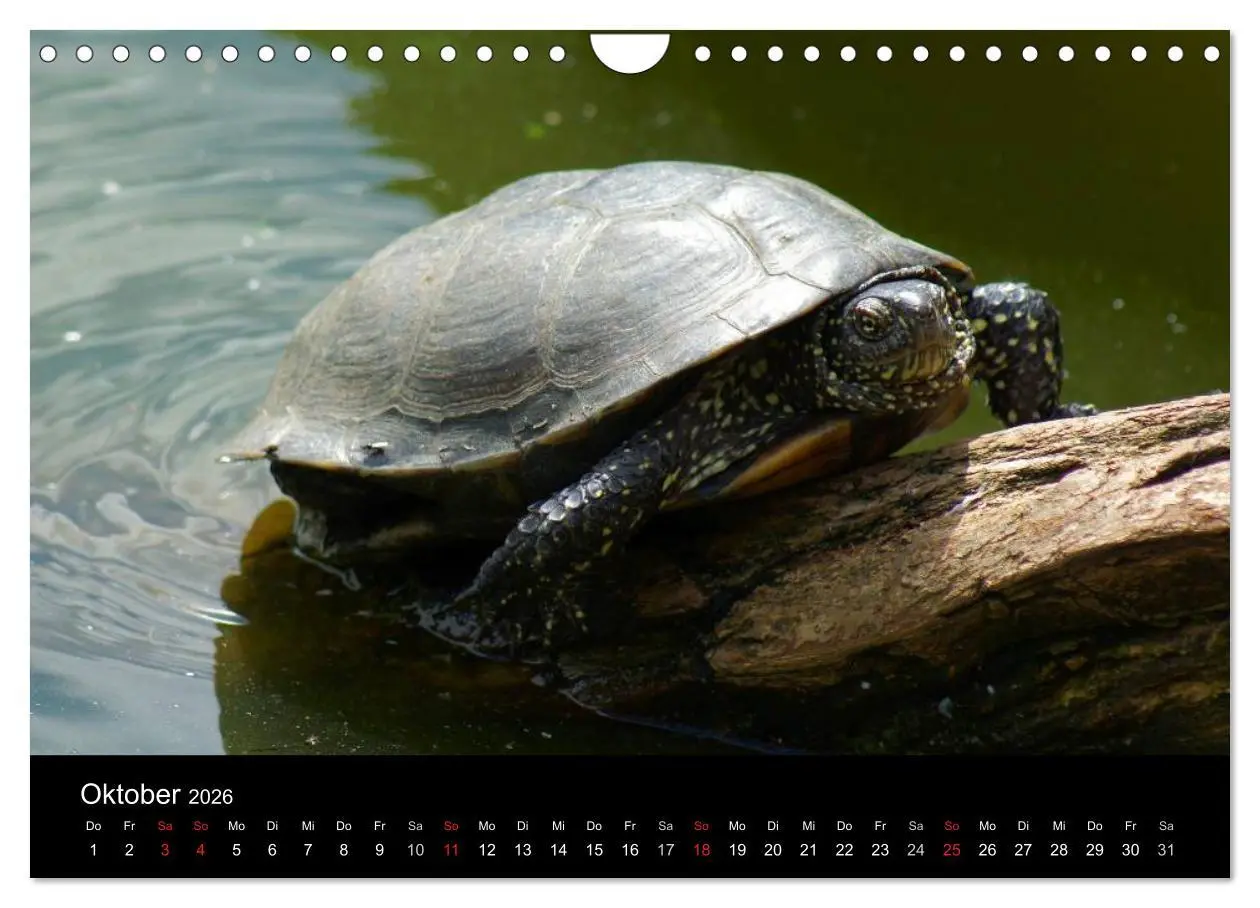 Bild: 9783516164497 | Das Leben der Schildkröten (Wandkalender 2026 DIN A4 quer),...