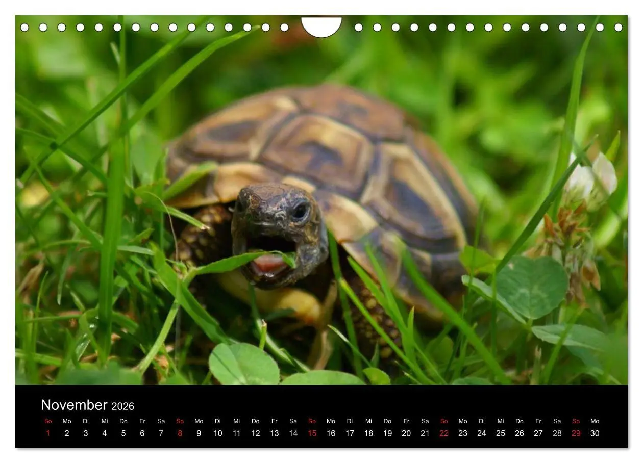 Bild: 9783516164497 | Das Leben der Schildkröten (Wandkalender 2026 DIN A4 quer),...