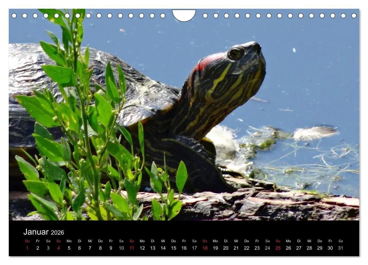 Bild: 9783516164497 | Das Leben der Schildkröten (Wandkalender 2026 DIN A4 quer),...