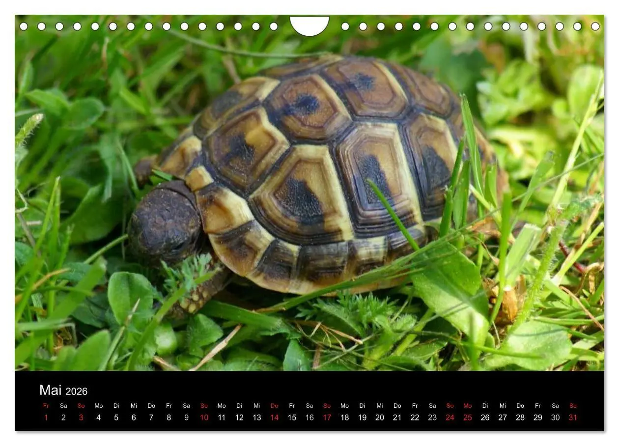 Bild: 9783516164497 | Das Leben der Schildkröten (Wandkalender 2026 DIN A4 quer),...
