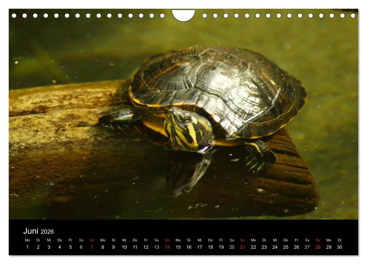 Bild: 9783516164497 | Das Leben der Schildkröten (Wandkalender 2026 DIN A4 quer),...