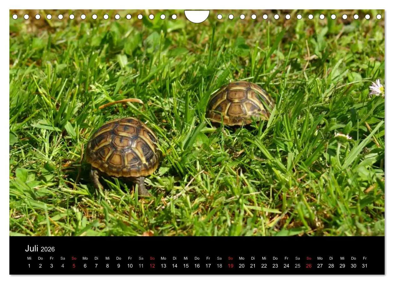 Bild: 9783516164497 | Das Leben der Schildkröten (Wandkalender 2026 DIN A4 quer),...