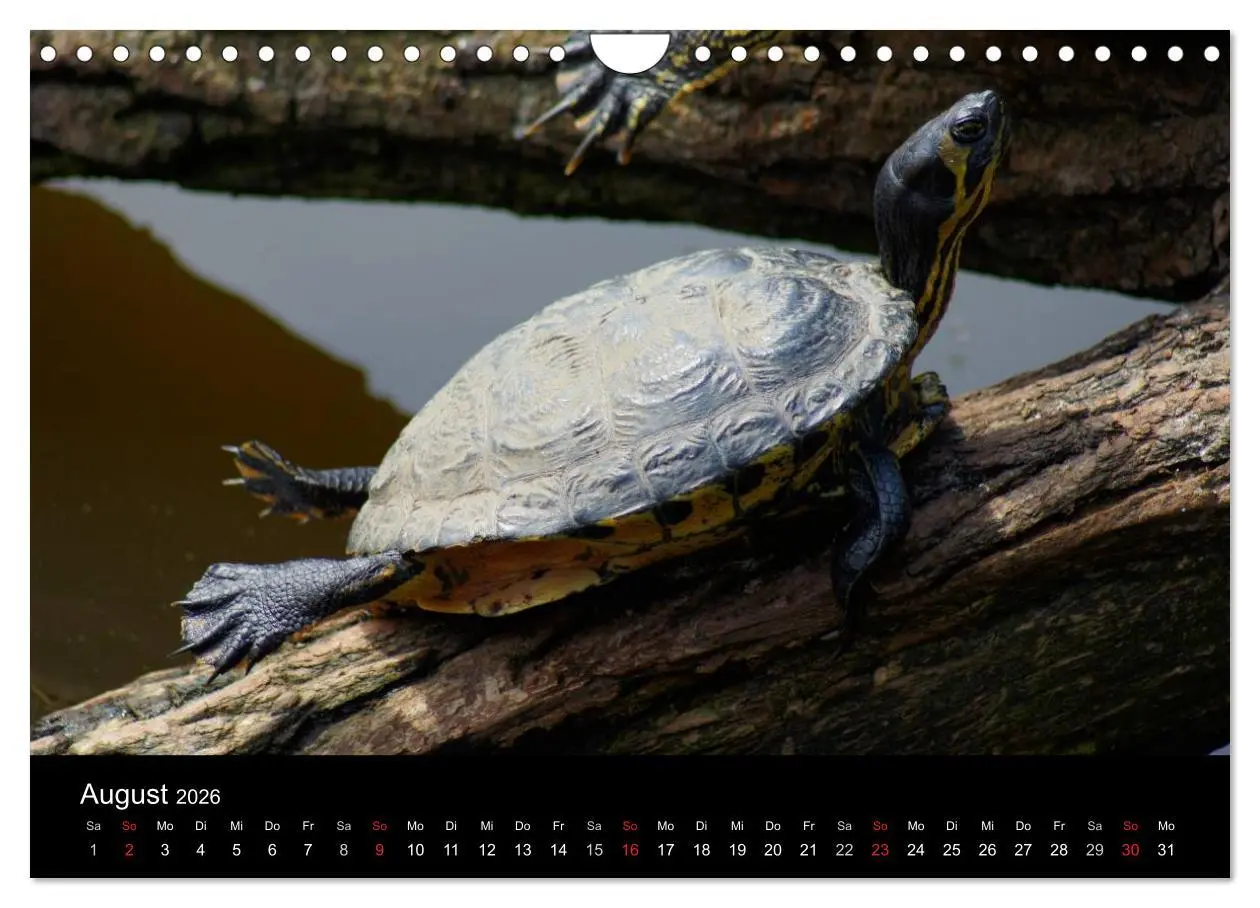 Bild: 9783516164497 | Das Leben der Schildkröten (Wandkalender 2026 DIN A4 quer),...