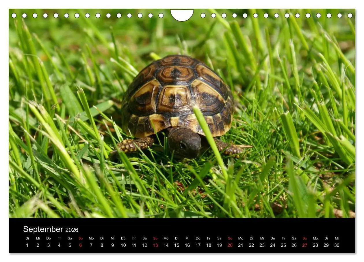 Bild: 9783516164497 | Das Leben der Schildkröten (Wandkalender 2026 DIN A4 quer),...