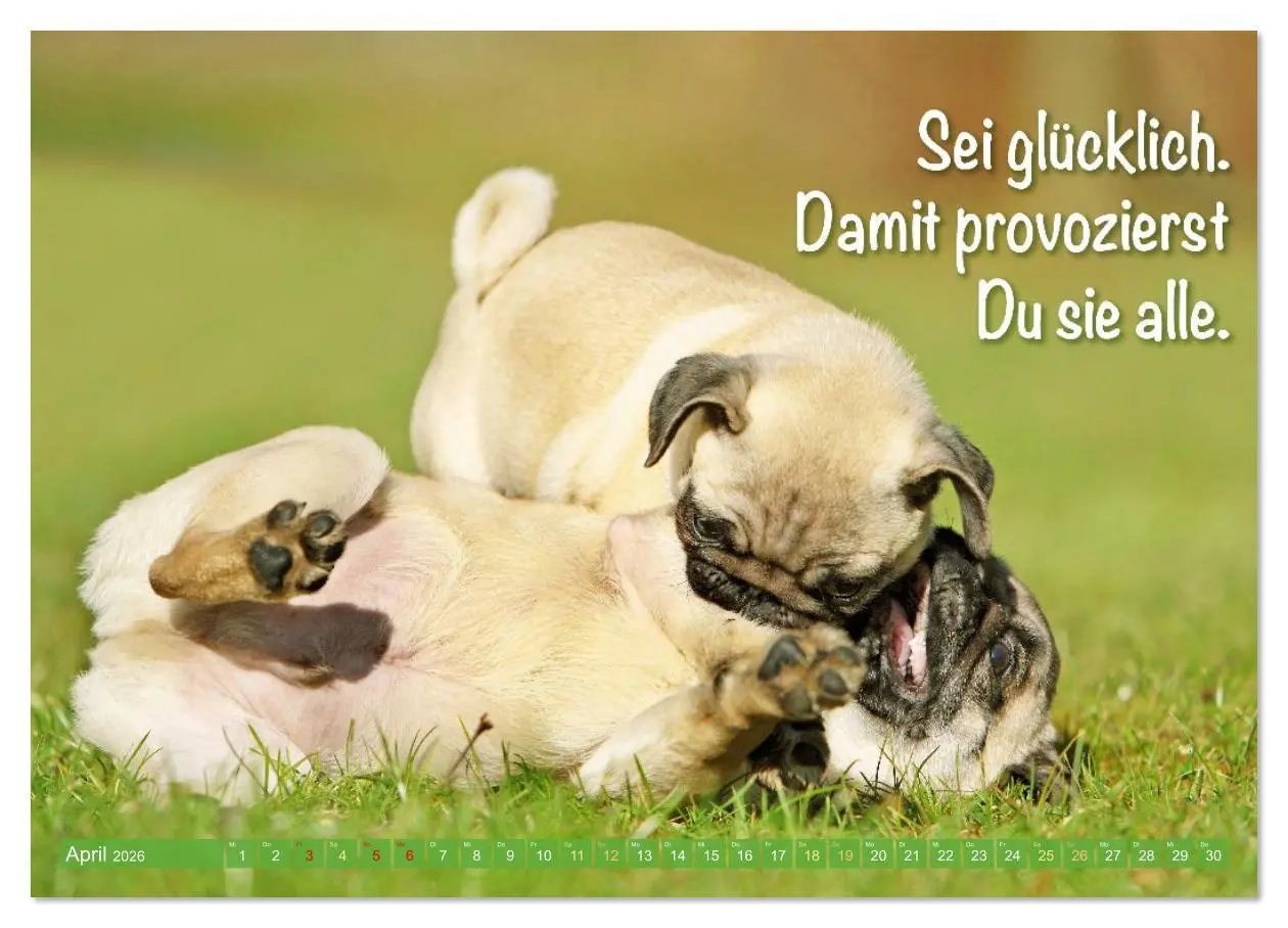 Bild: 9783516614497 | Lächeln mit Mops (Wandkalender 2026 DIN A4 quer), CALVENDO...