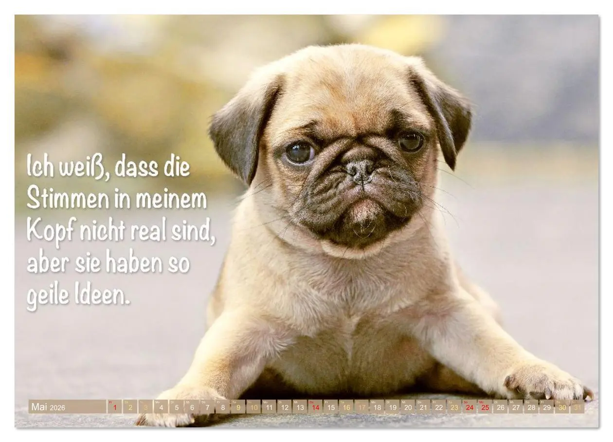 Bild: 9783516614497 | Lächeln mit Mops (Wandkalender 2026 DIN A4 quer), CALVENDO...