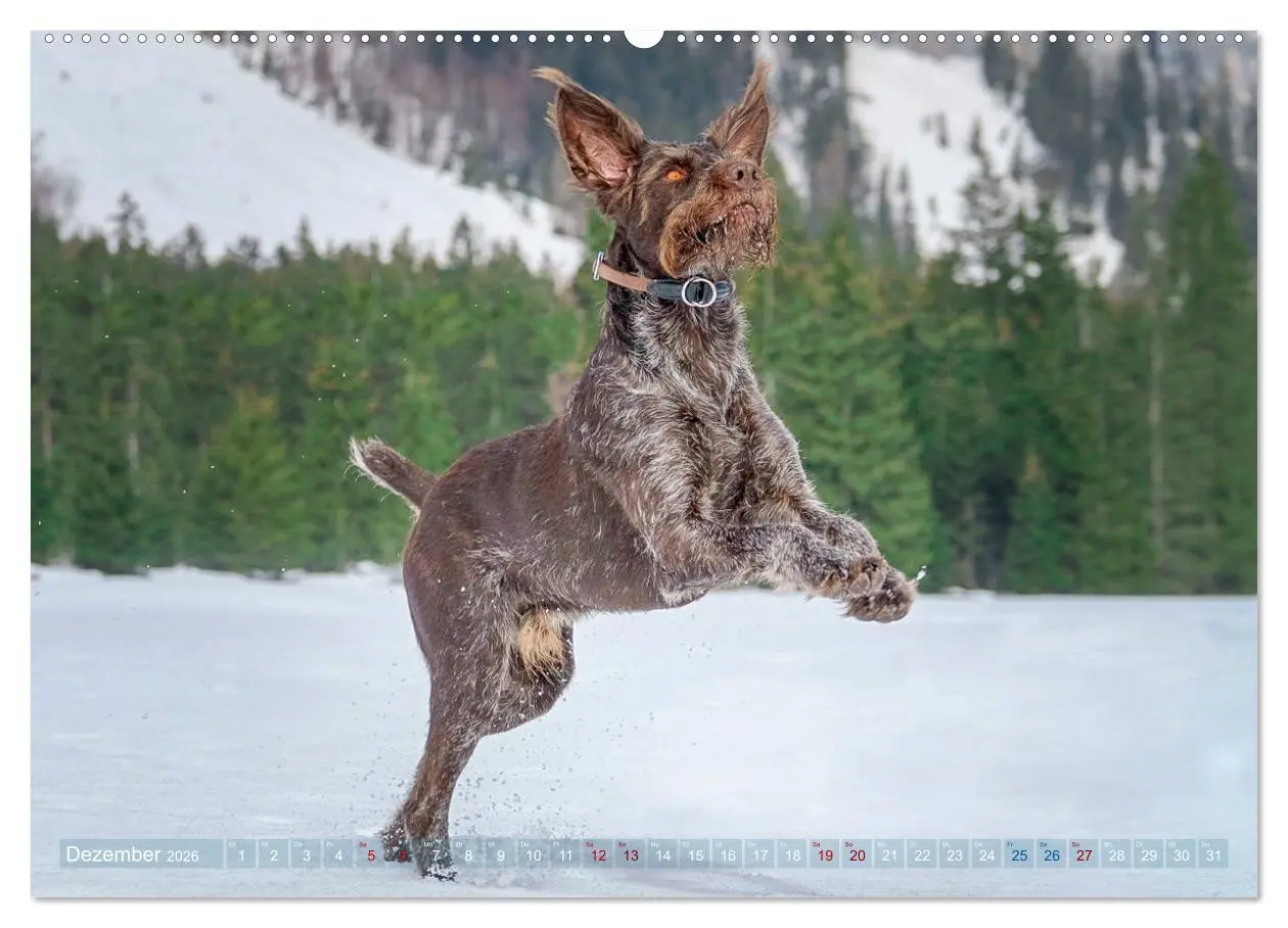 Bild: 9783457684597 | Deutsch Drahthaar - Ein Jahr mit Max (hochwertiger Premium...