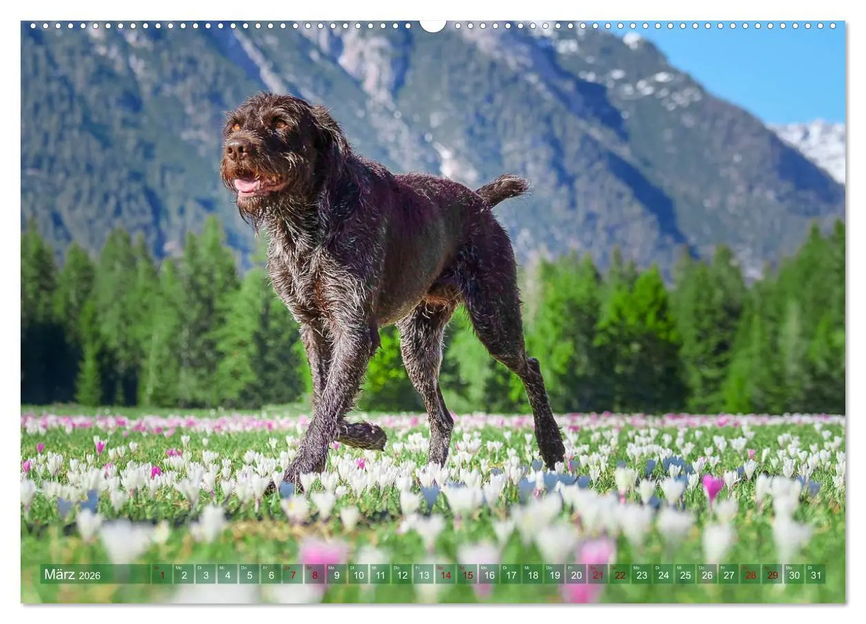 Bild: 9783457684597 | Deutsch Drahthaar - Ein Jahr mit Max (hochwertiger Premium...